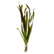 Vallisneria Gigantea - Reuze Vallisneria