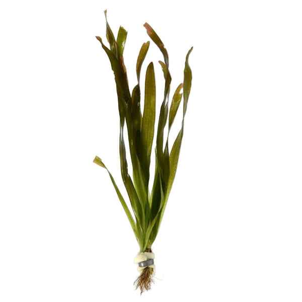 Vallisneria Gigantea - Reuze Vallisneria
