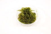 Vesicularia Christmas Mos - In Vitro