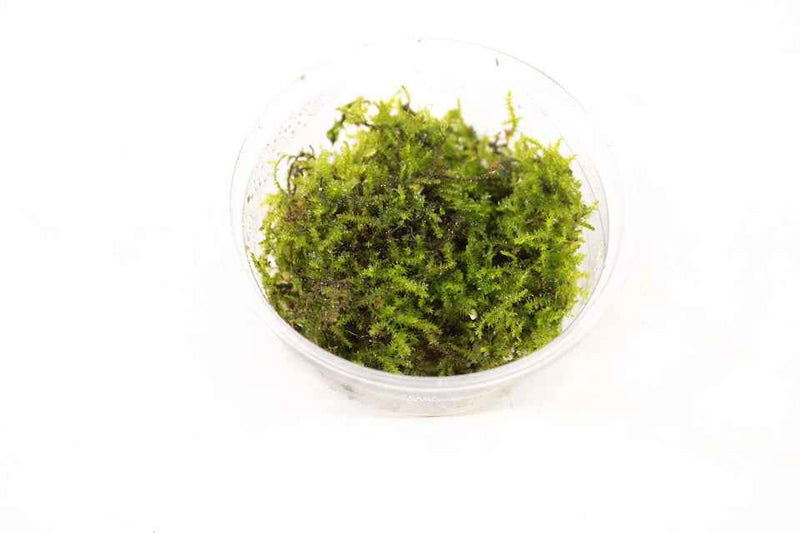 Vesicularia Ferriei 'Weeping Mos'