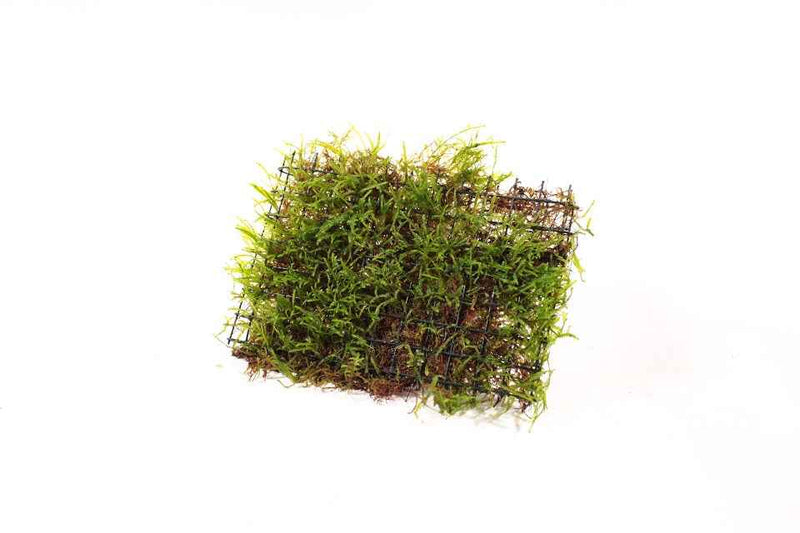 Vesicularia op mat 10 x 15 cm