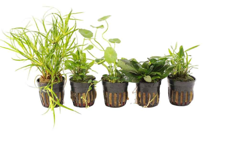 Voorzone Aquariumplanten Mix