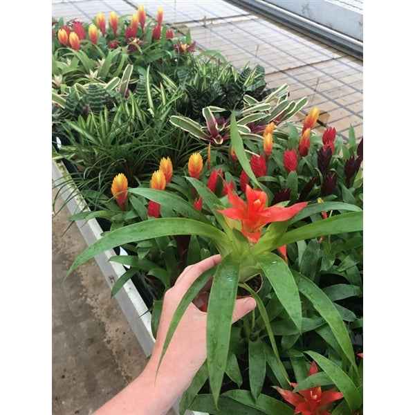 Vriesea Mix