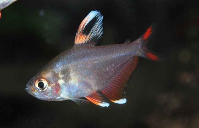 Witte Rosaceus