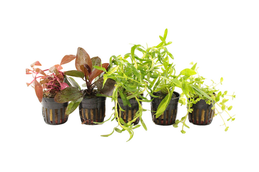Zuid-Amerikaanse Aquariumplanten Mix