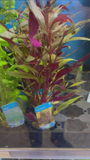 Alternanthera Rosaefolia