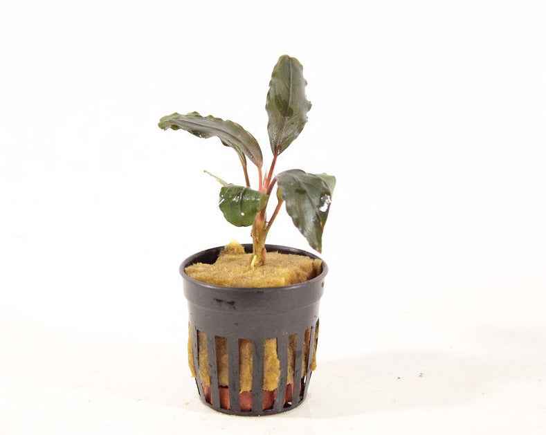Bucephalandra Mercedes