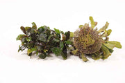 Bucephalandra op mat