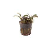 Bucephalandra Lamandau