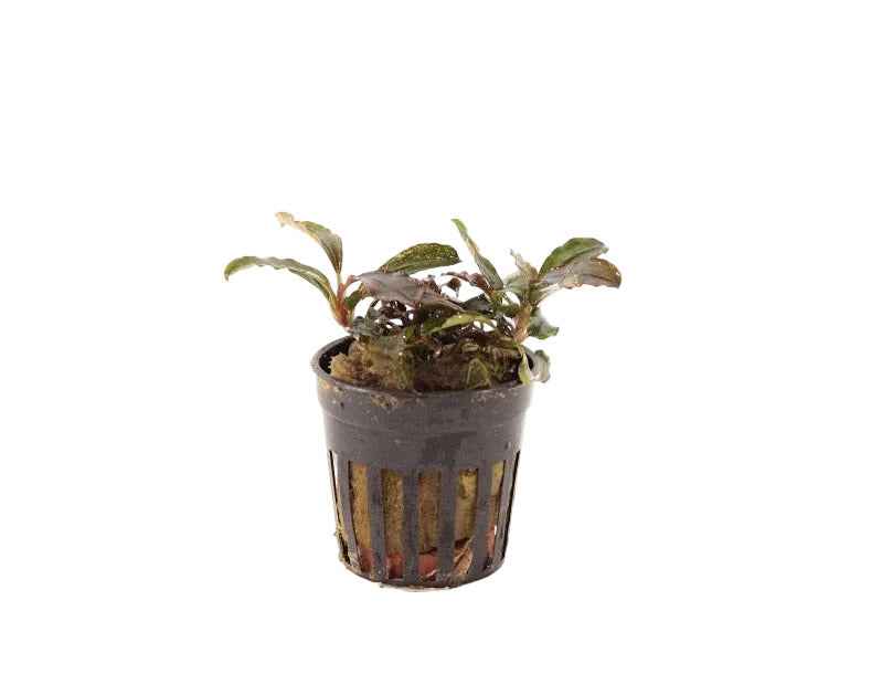 Bucephalandra Lamandau