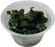 Ecoscape Bucephalandra sp. 'Red' - In Vitro