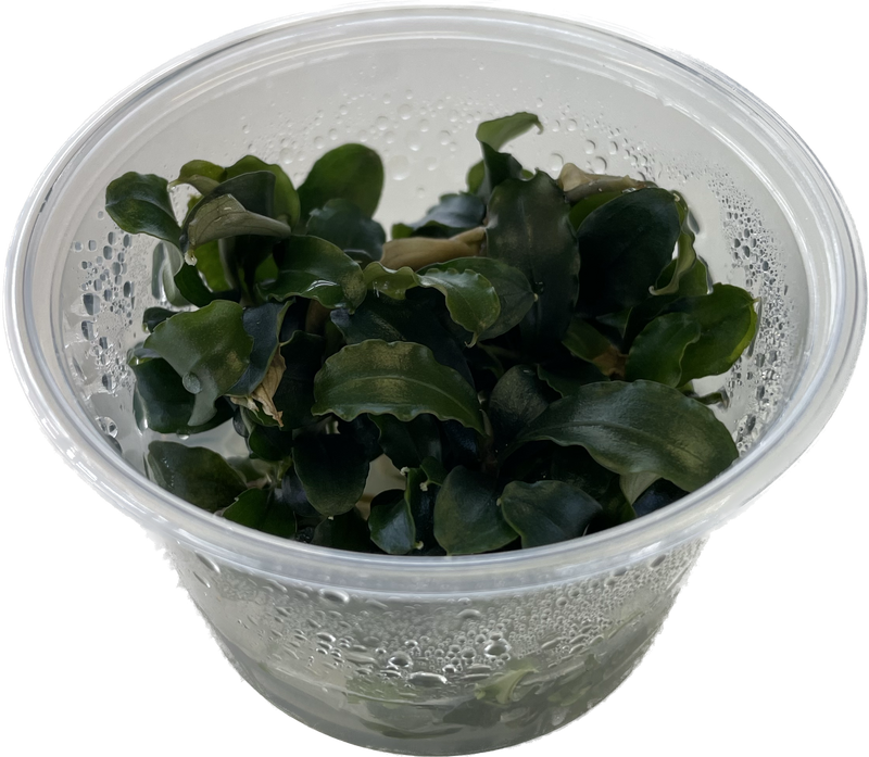 Ecoscape Bucephalandra sp. 'Red' - In Vitro