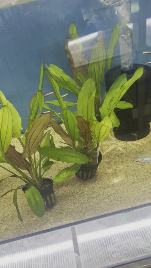 Echinodorus Red Diamond video