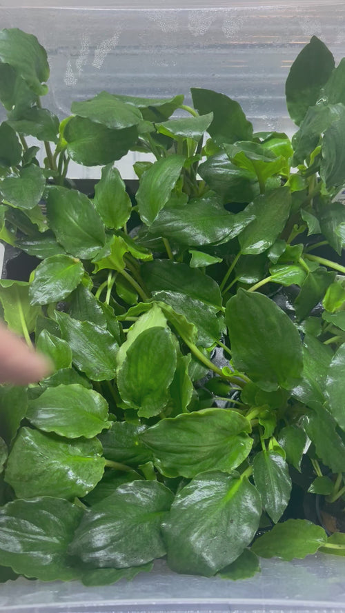 Lagenandra sp. Green Video