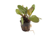 Echinodorus Hadi Red Pearl