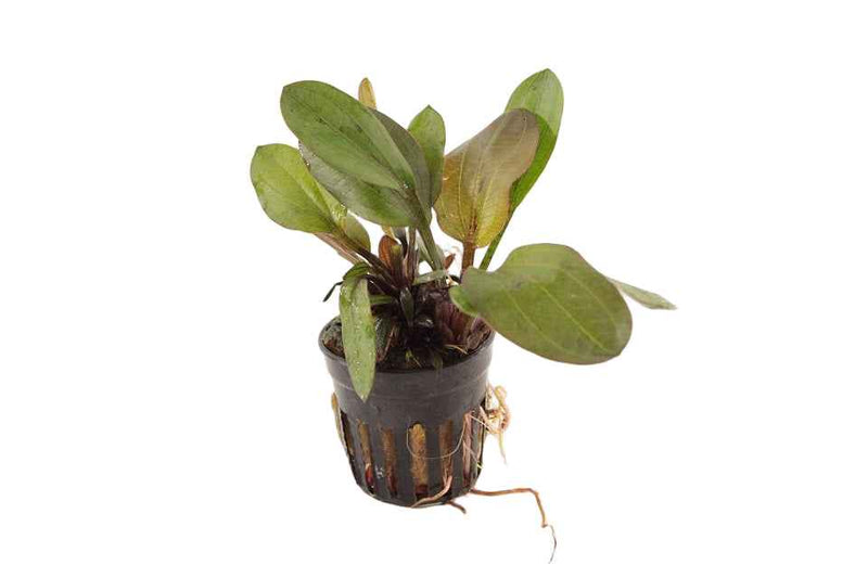 Echinodorus Hadi Red Pearl