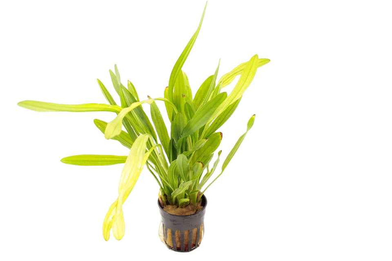 Echinodorus Horemanii Groen