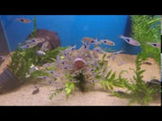 Trigonostigma Heteromorpha - Video