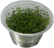 Hydrocotyle Tripartita 'Japan' - In Vitro