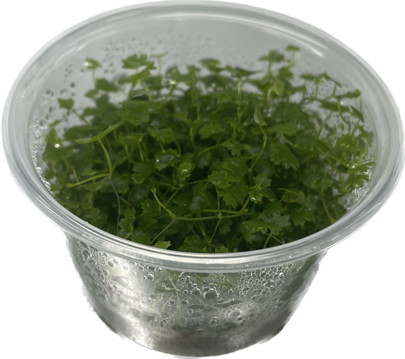 Hydrocotyle Tripartita 'Japan' - In Vitro