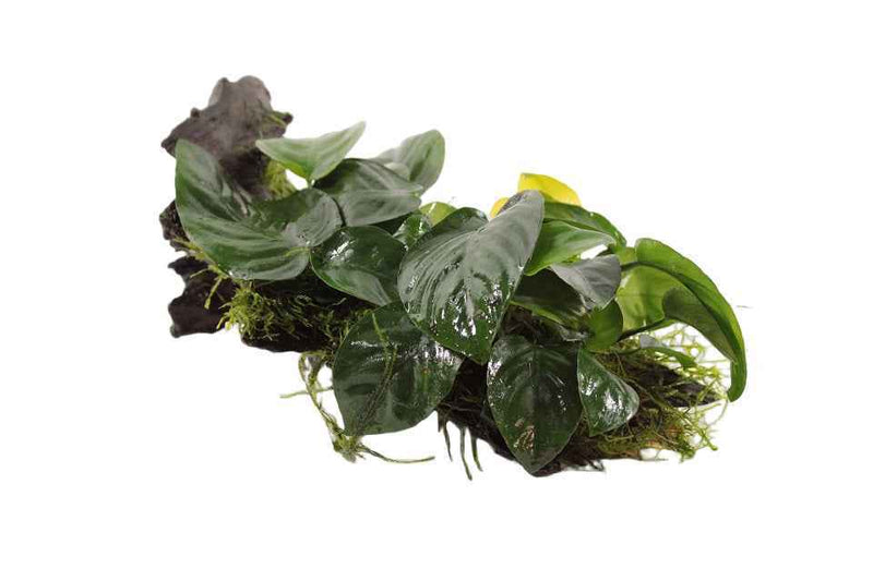 Kienhout Medium met Anubias