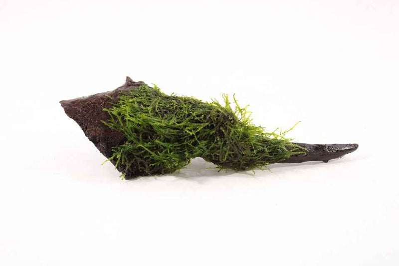 Kienhout Small met Vesicularia Dubyana
