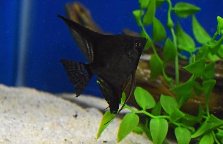 Maanvis Zwart Aquariumvissen