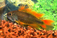Apistogramma Cacatuoides Orange