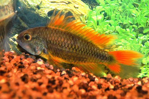 Apistogramma Cacatuoides Orange