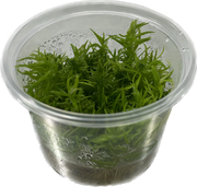 Pogostemon Erectus - In Vitro