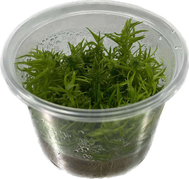 Pogostemon Erectus - In Vitro