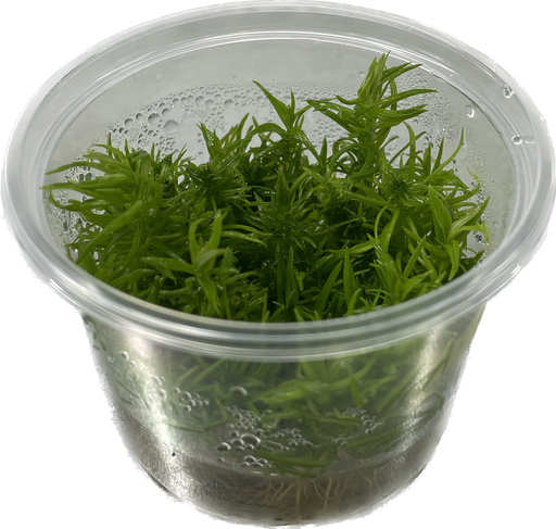 Pogostemon Erectus - In Vitro