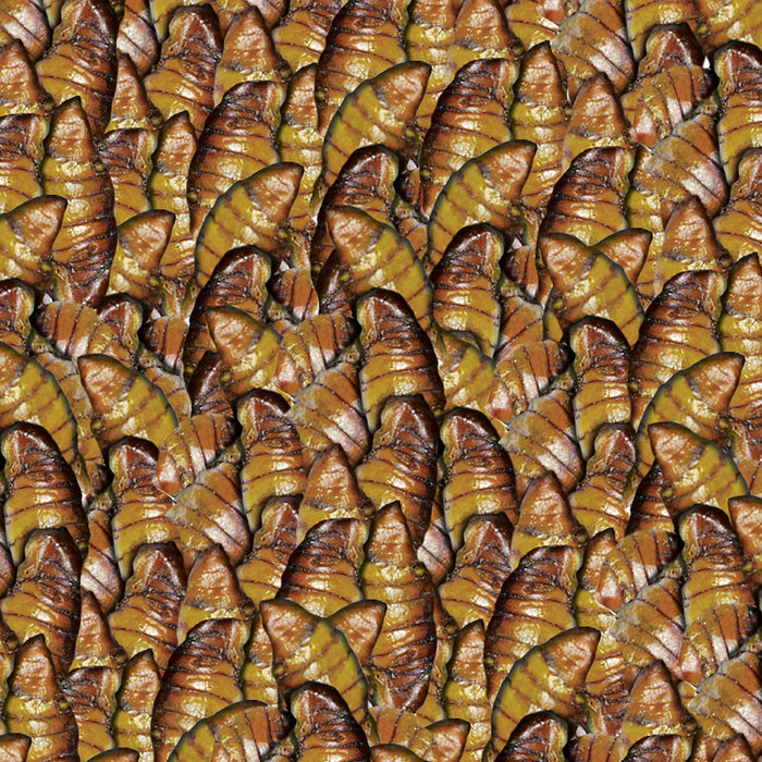 Sera Koi Silkworm Nature